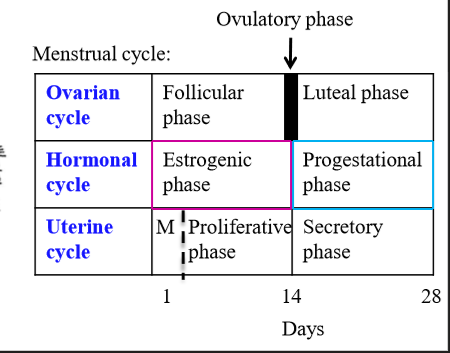 <p>Progesterone - known as the progestational phase. Occurs during the ovarian luteal phase and the uterine secretory phase</p>