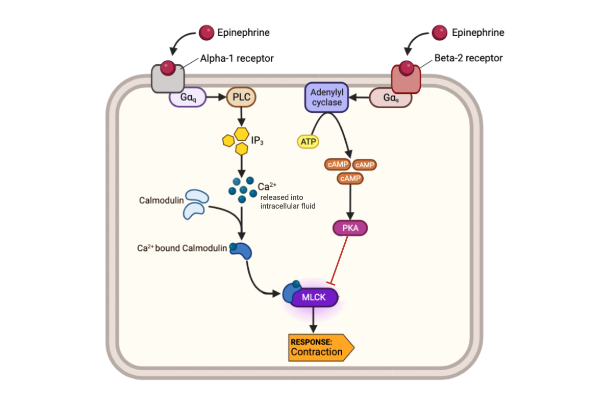 <p>What happens to the concentration of calcium ions (Ca<sup>2+</sup>) in a cell when epinephrine binds to an alpha-1 receptor?</p><ul><li><p><span>a. The concentration of Ca<sup>2+</sup> increases.</span></p></li><li><p><span>b. The concentration of Ca<sup>2+</sup> decreases.</span></p></li><li><p><span>c. The concentration of Ca<sup>2+</sup> remains the same.</span></p></li></ul><p></p>