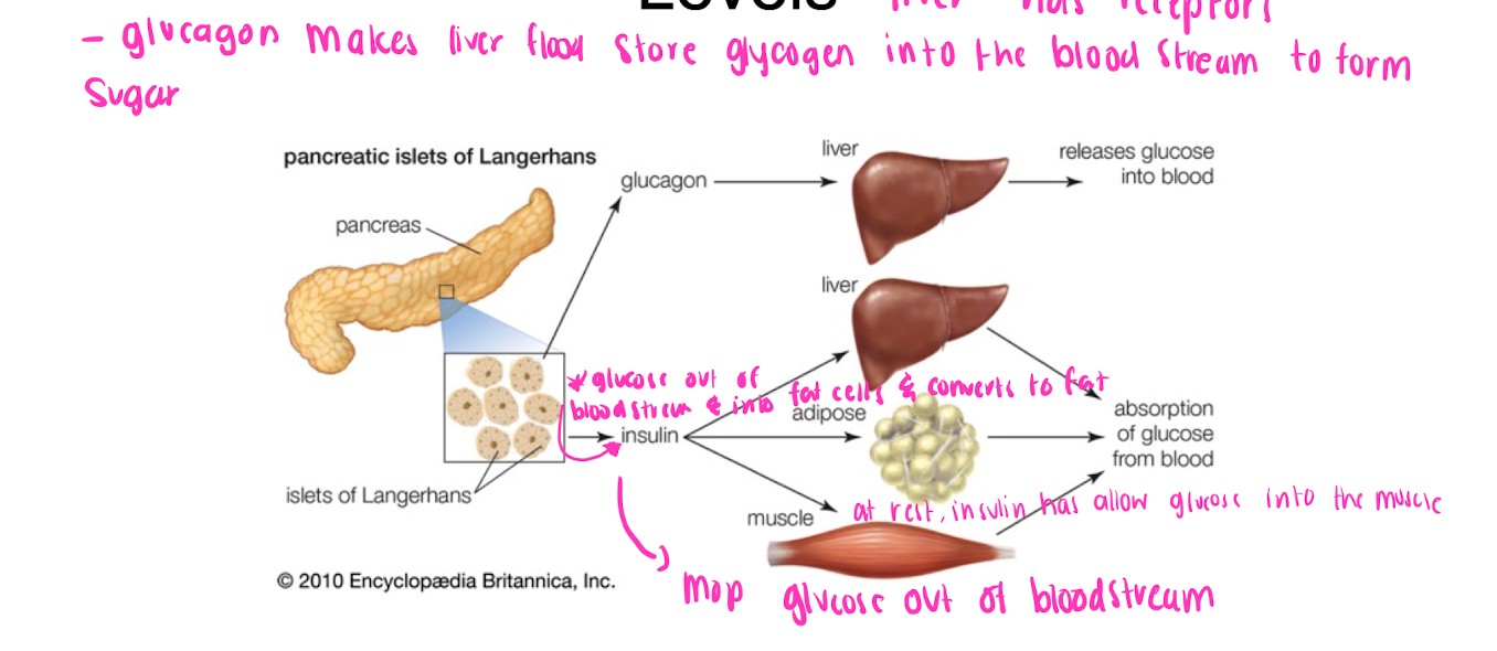 * liver has receptors 
* glucagon makes liver flood stored glycogen into blood stream from sugar 