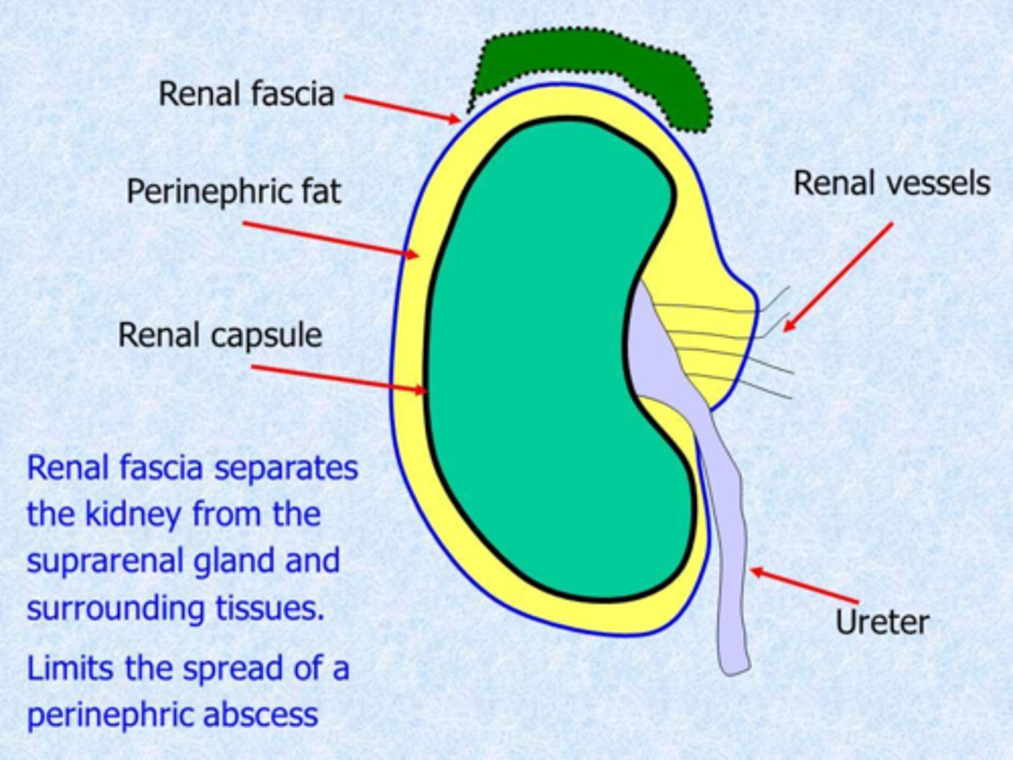 <p>What are the kidney connective tissue layers from superficial to deep?</p>