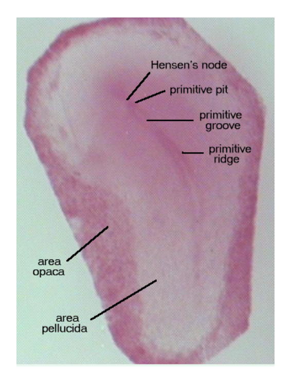 <p>16-hour chick</p>