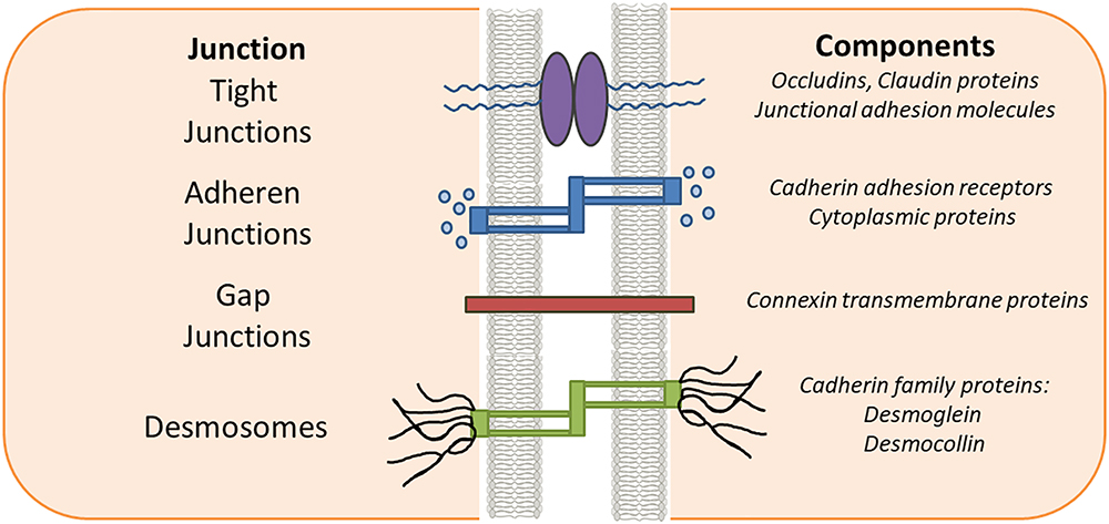 <p>2 cells are Tighly drawn together with Interlocking Proteins.&nbsp;</p><p>Prevents passage of substances between them&nbsp;</p><p></p>