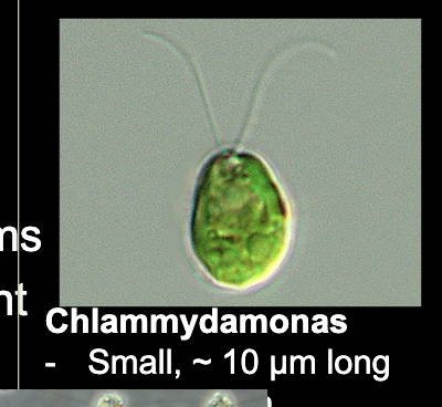 <p>Green Algae</p><p>• Filamentous, colonial, unicellular forms</p><p>• Green colored photosynthetic pigment</p>