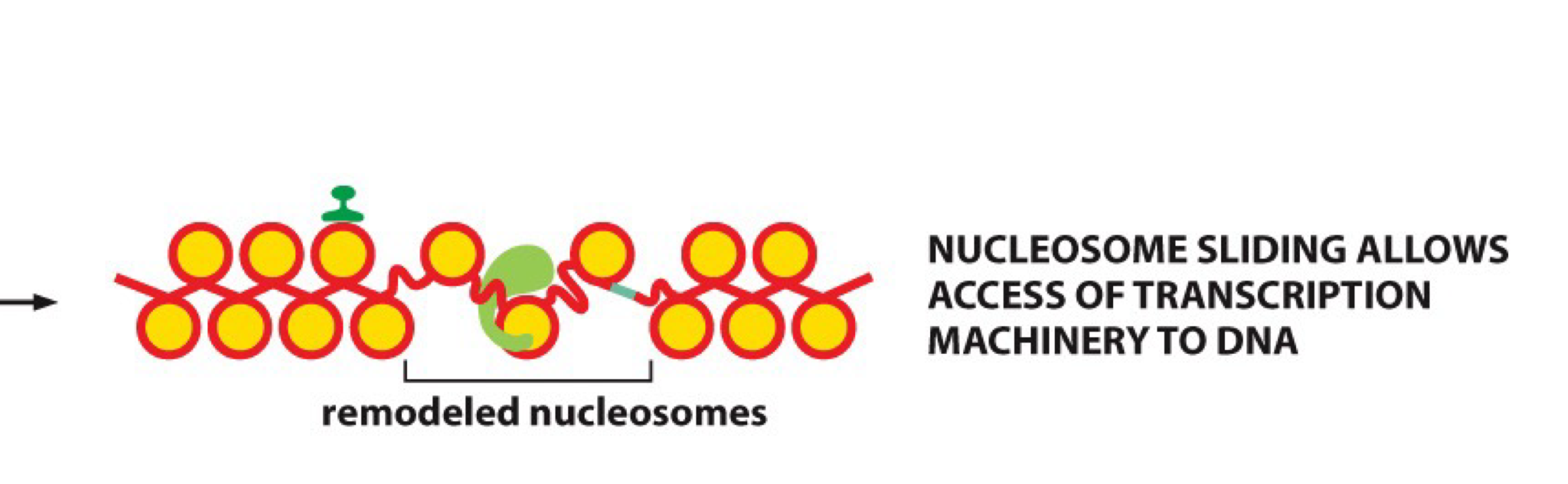 <p>What are chromatin-remodeling complexes?</p>