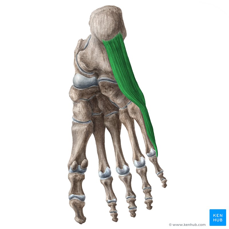 <p>Runs along the lateral side of the foot; abducts the little toe; palpate the lateral border during movement.</p>