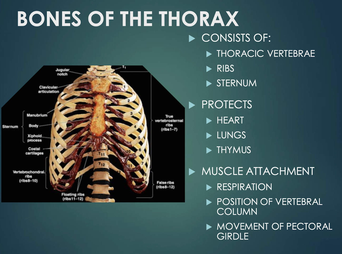 <p>Thorax</p>