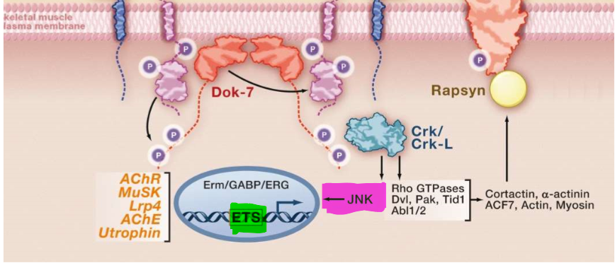 <p>Stimuliert Transkription</p><p>ETS TF stimulieren expression von AChR, MuSK, LRP4, Azetylcholinesterase und utrophin</p>