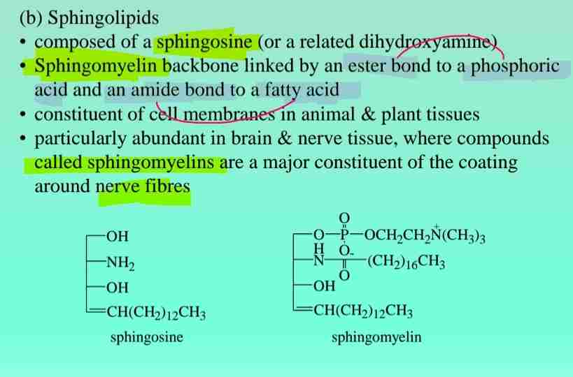 <p><span>Found in nerve tissue, derived from sphingosine.</span></p>