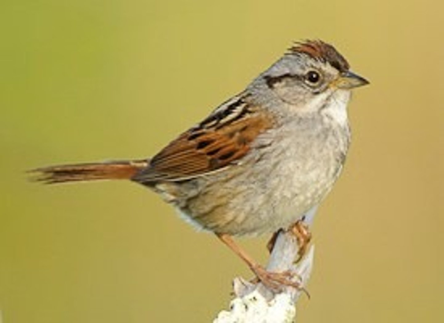 <p>Passerellidae</p>