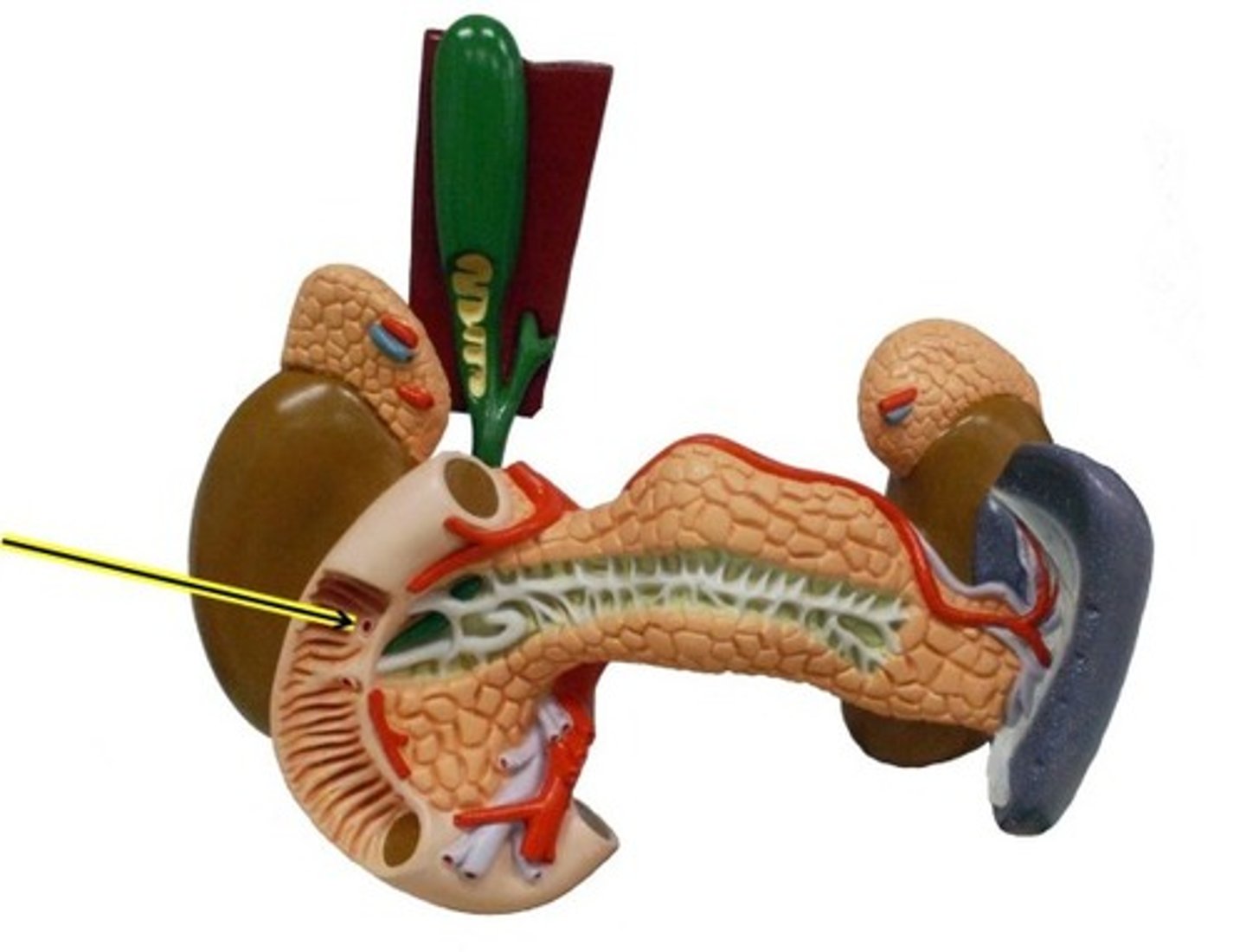 knowt flashcard image