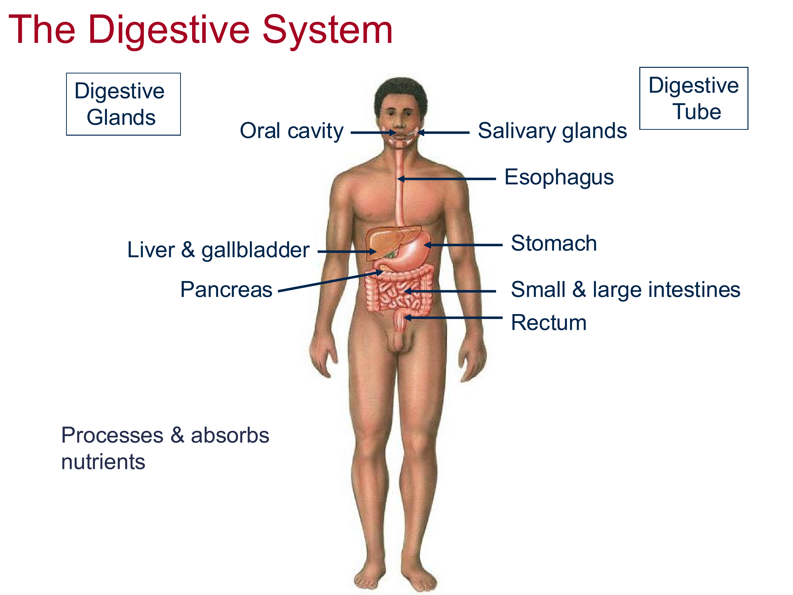 <ol><li><p>Digestive Tube</p></li><li><p>Digestive Glands</p></li></ol><p></p>