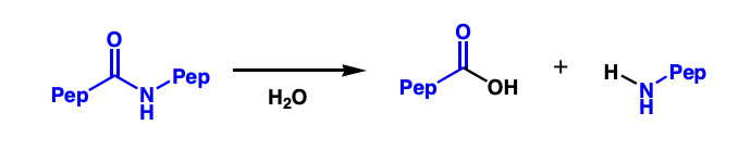 <p>an enzyme that cleaves peptide bonds and degrades proteins </p>
