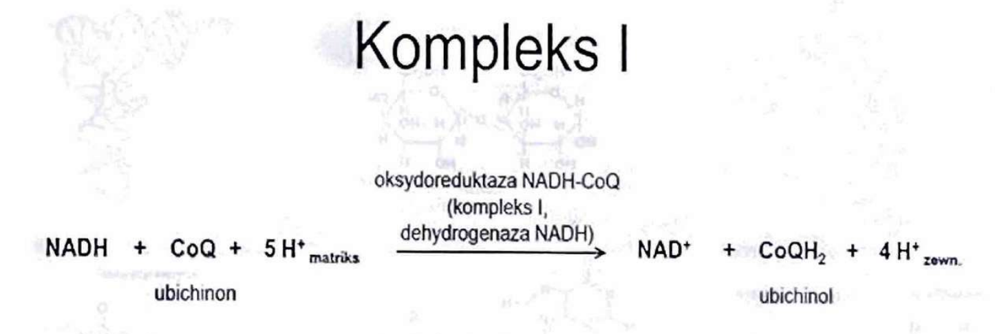 <p>(Oksydoreduktazy)</p><p>Enzymy regulujące przepływ elektronów w metabolizmie energetycznym.</p>