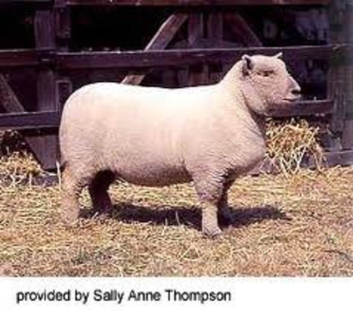 <p>Southdown</p>