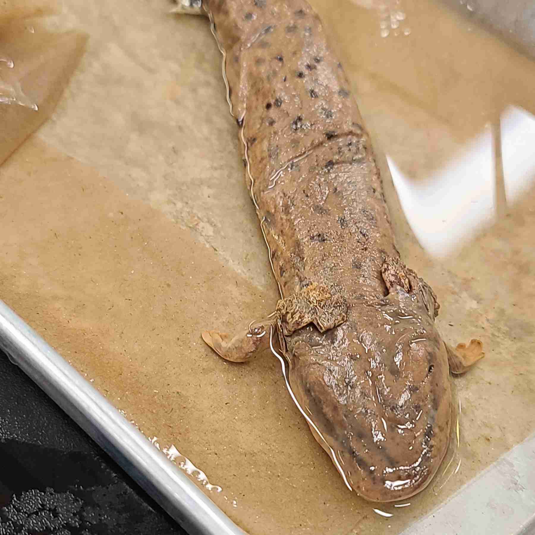 <p>Paedomorphic, large external gills, reduced digits</p>