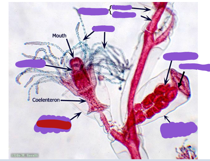 <p>Identify the red structure</p>