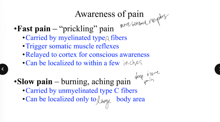 <p>Slow pain - burning, aching pain</p><ul><li><p>Carried by unmyelinated type C fibers</p></li><li><p>Can be localized only to a large body area </p></li></ul><p></p>
