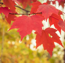 <p>Acer rubrum cv. / Red Maple</p>