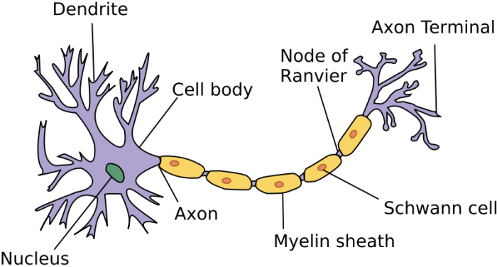 <p>cell body</p><p>nucleus</p><p>dendrites</p><p>axon</p><p>myelin sheath</p><p>nodes</p><p>axon terminals</p>