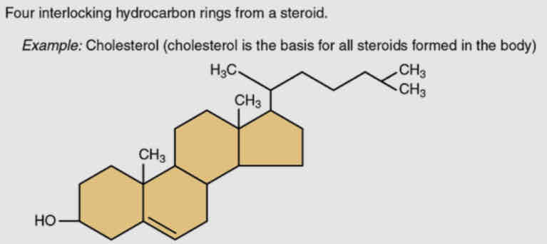 <ul><li><p>4 fused hydrogen rings and many have short hydrocarbon tail</p></li><li><p>Aka sterols are considered lipids because they are hydrophobic</p></li><li><p>Functions are hormones (testosterone and estradiol)</p></li><li><p><strong>IMPORTANT - CHLOESTEROL</strong></p></li></ul><p></p>
