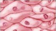 <p><strong>Epithelial tissue cells</strong> are…</p>