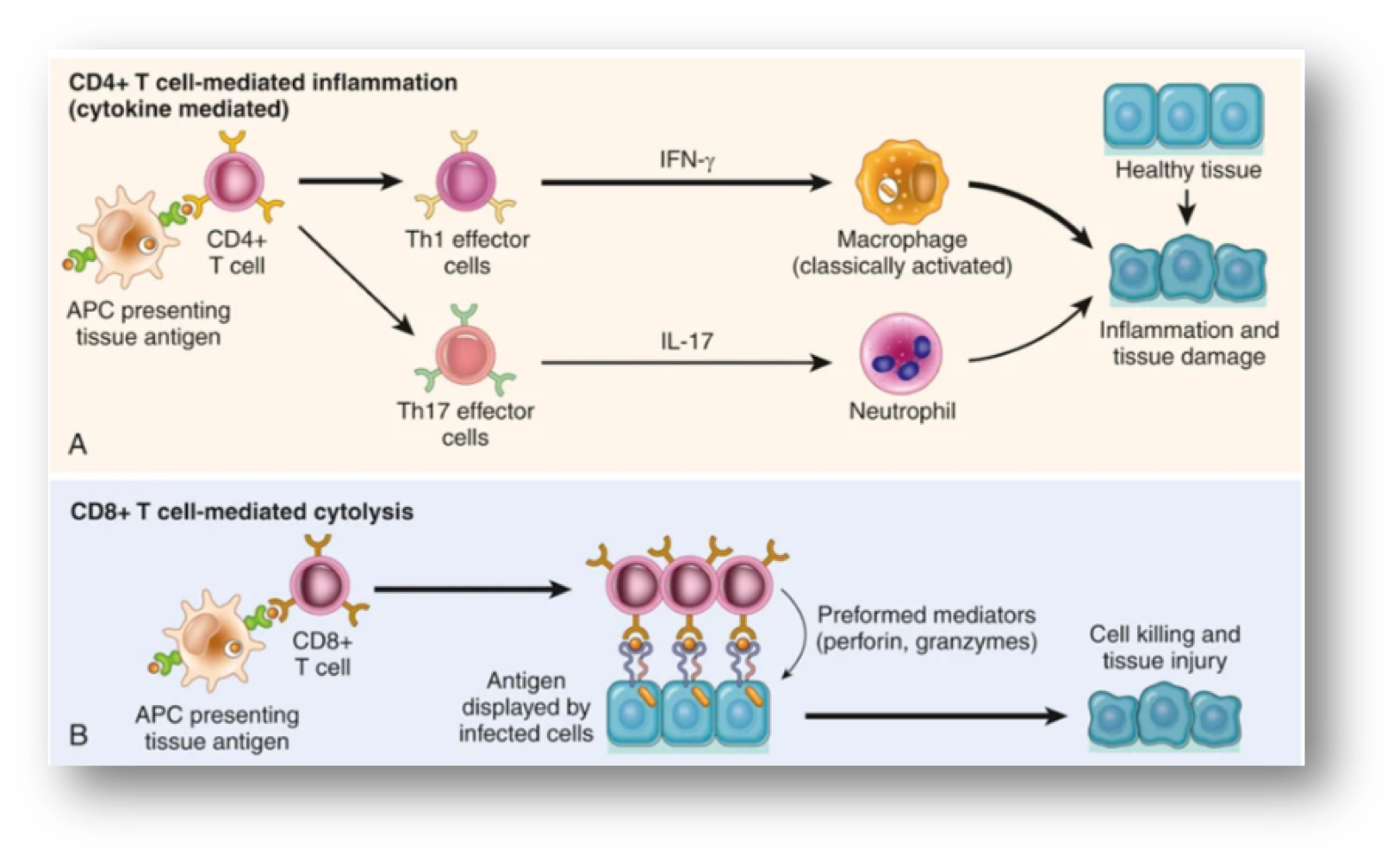 <p>no antibodies, delayed-type hypersensitivity (DTH), mechanisms of T cell mediated diseases→ CD4+ T cell mediated mechanism inflammation: DTH, classical T-cell mediated hypersensitivity is rxn of Th1 effector cells that secrete IFN-gamma, IFN-gamma activated macrophages produce substances that destroy microbes and damage tissues and mediators that promote inflammation, activated Th17 cells secrete cytokines that recruit neutrophils and monocytes, CD8+ T-cell mediated cytotoxicity: directly kill tissue cells by granzymes and perforins</p>