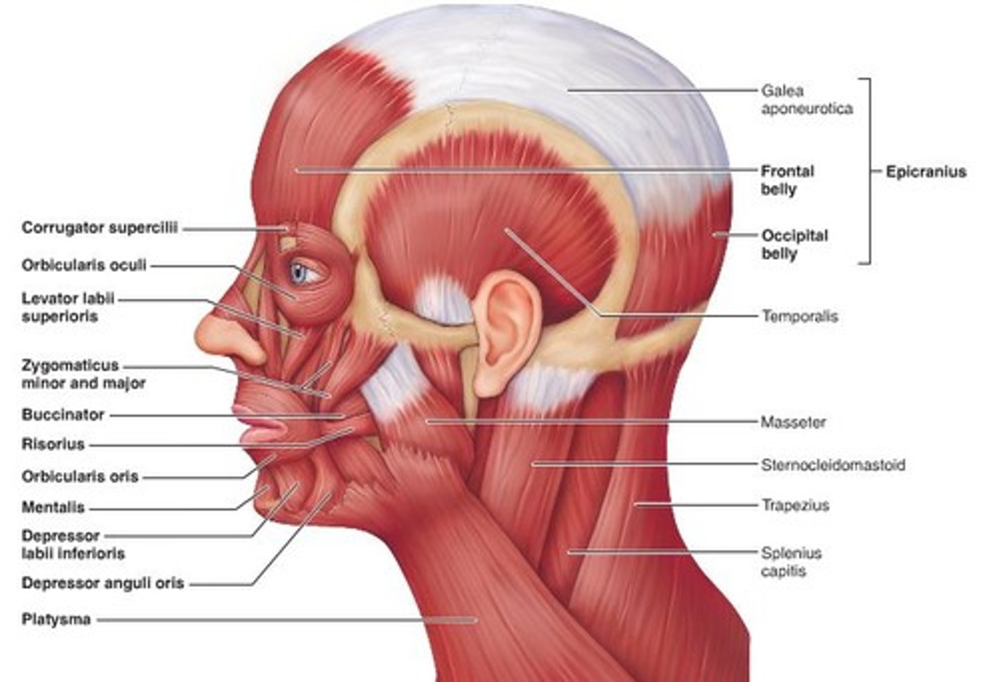 <p>Temporalis, Masseter, Orbicularis Oculi, Orbicularis Oris, Zygomaticus Major, Buccinator</p>