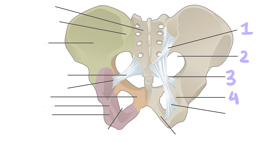 <p>identify structures 1-4</p>