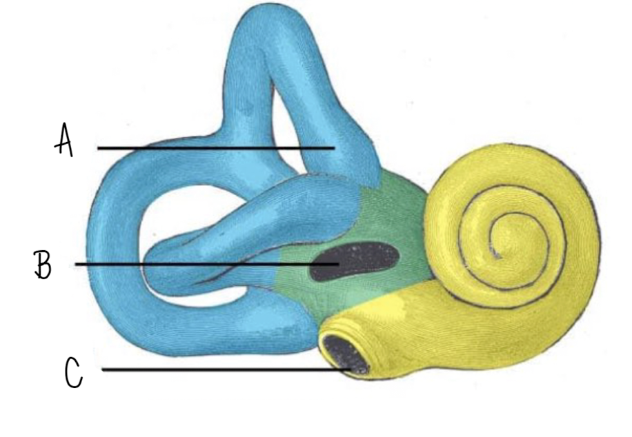 <p>Name the part of the inner ear in yellow</p>