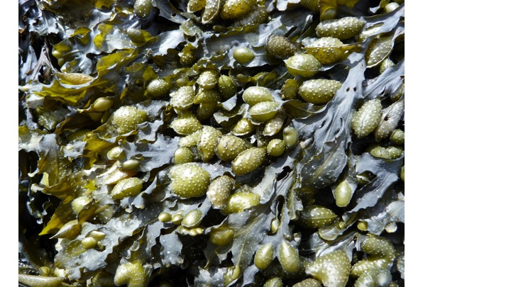 <p><span><span>To what Order does this specimen belong?</span></span></p><p><span><span>Fucales</span></span></p><p><span><span>Dictyotales</span></span></p><p><span><span>Laminariales</span></span></p><p><span><span>Ectocarpales</span></span></p>