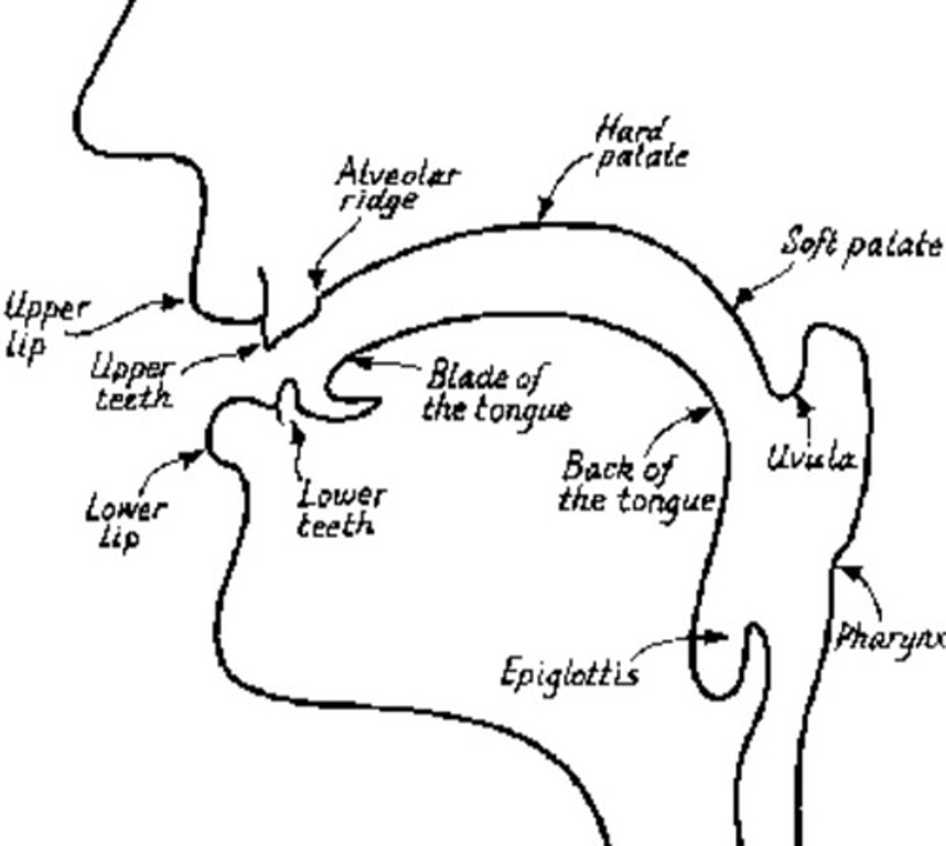 <p>- Produced with both lips touching</p><p>- /p/, /b/, /m/</p>