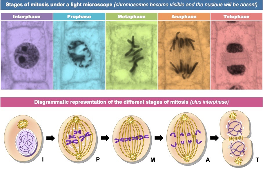 <p>Mitosis in cells</p>