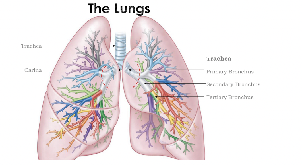 <p>The Lungs</p>