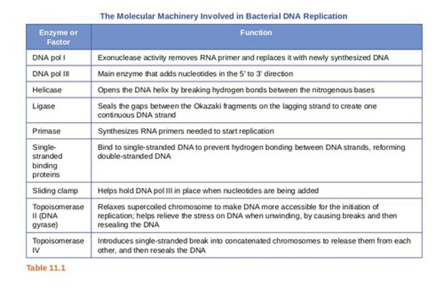 <p>Proteins that cut DNA at specific sequences.</p>