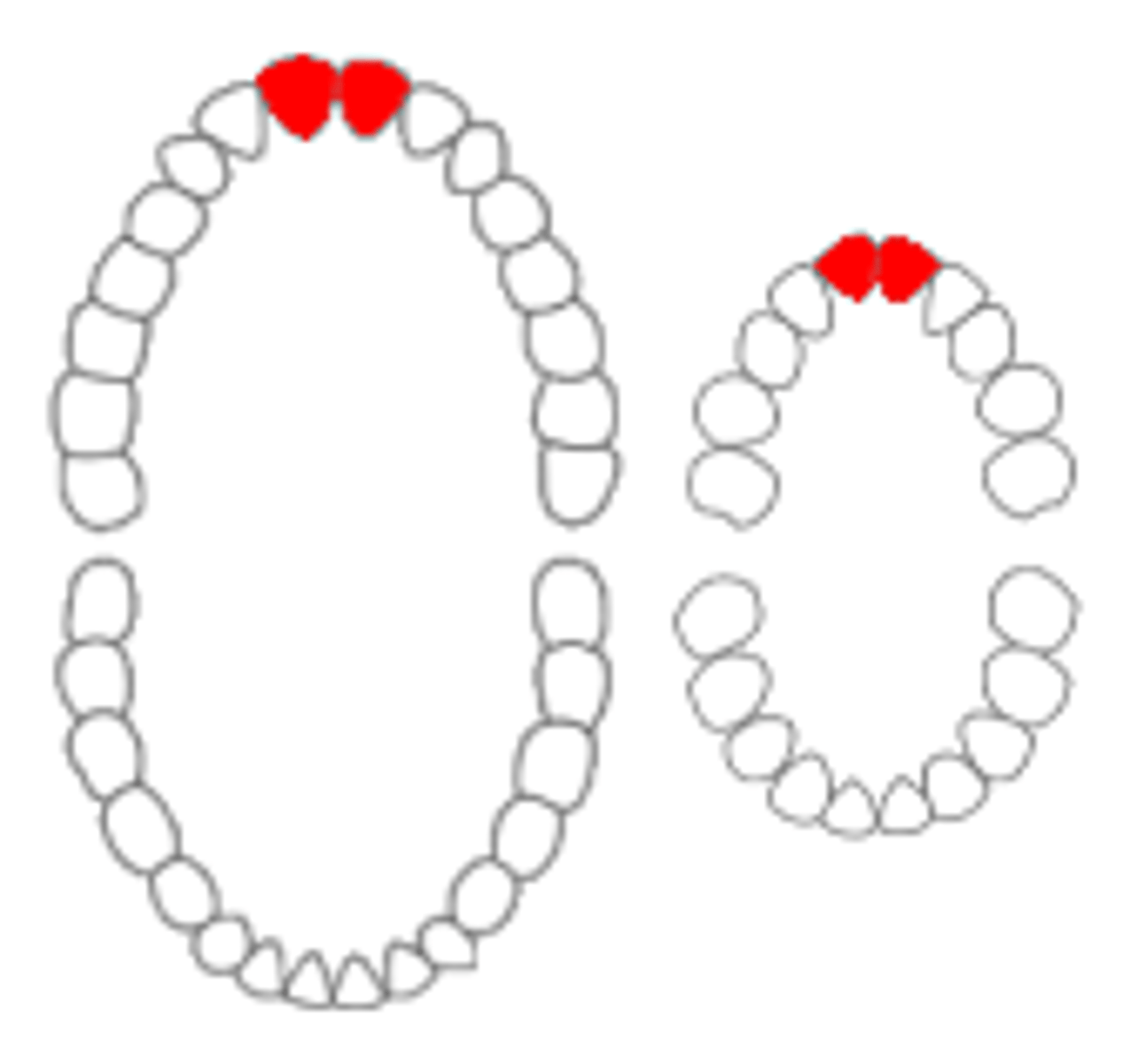 <p>front teeth; unicuspid</p>