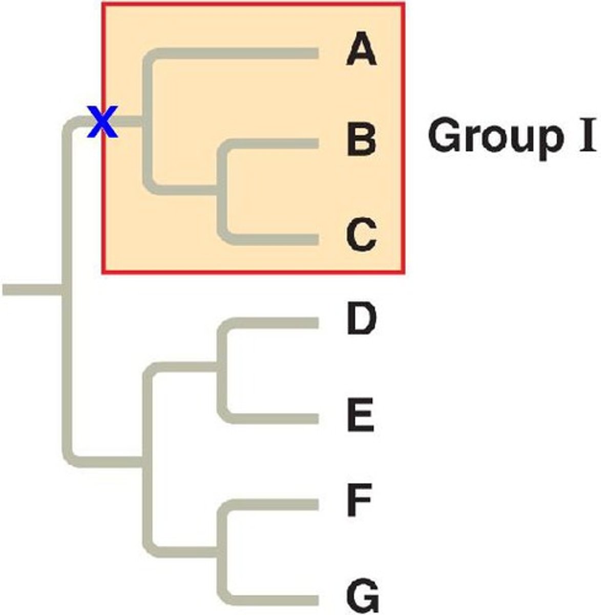 <p>A clade, containing an ancestor and all of their descendants.</p>