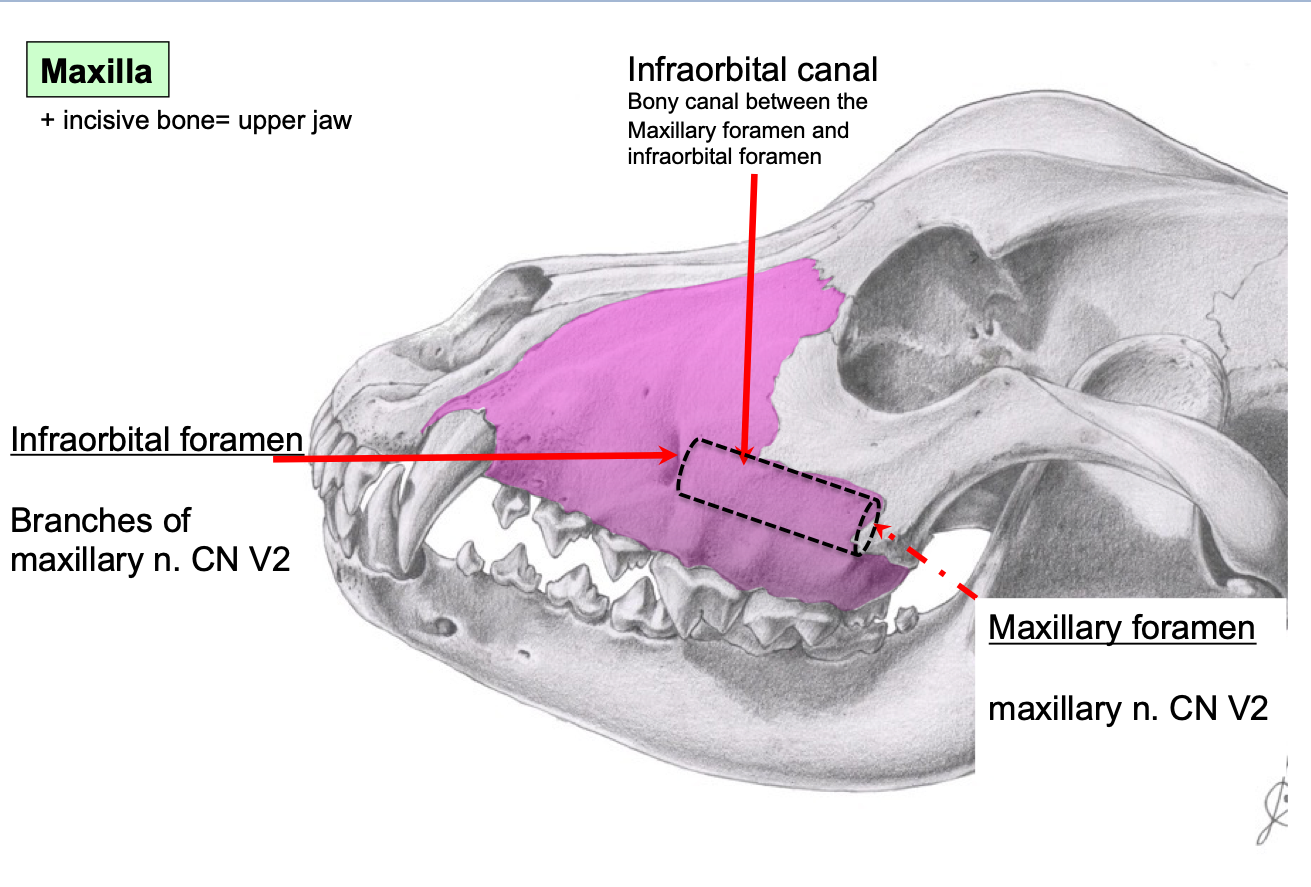 knowt flashcard image