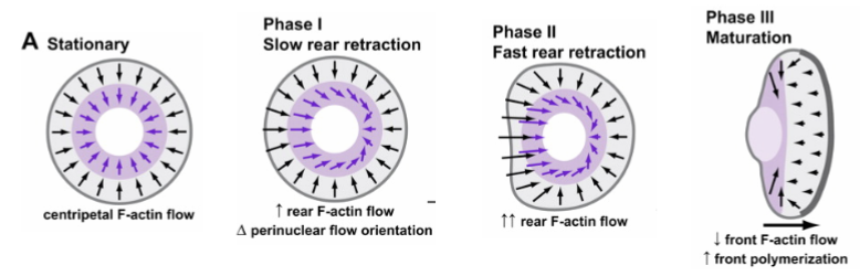 <p>a way to test the duty cycle of cell migration; stationary → migratory with polymerization at the front; responding to external cues</p>