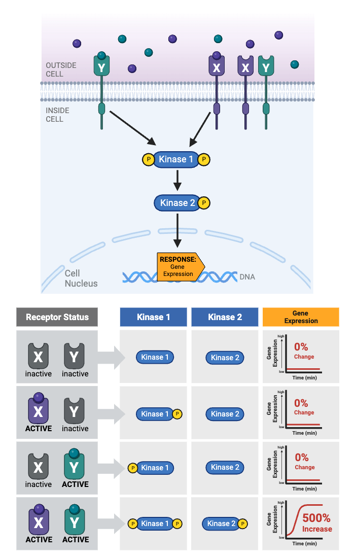 <p>Which condition would alter gene expression?</p><ul><li><p><span>a.&nbsp;Only Receptor X is activated.</span></p></li><li><p><span>b.&nbsp;Only Receptor Y is activated.</span></p></li><li><p><span>c.&nbsp;Either Receptor X or Receptor Y is activated.</span></p></li><li><p><span>d.&nbsp;Both Receptor X and Receptor Y are activated.</span></p></li><li><p><span>e.&nbsp;Neither Receptor X nor Receptor Y is activated.&nbsp;</span></p></li></ul><p></p>