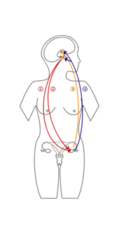 <p>In this diagram the red arrows are targeting the release from what gland?ovar</p>