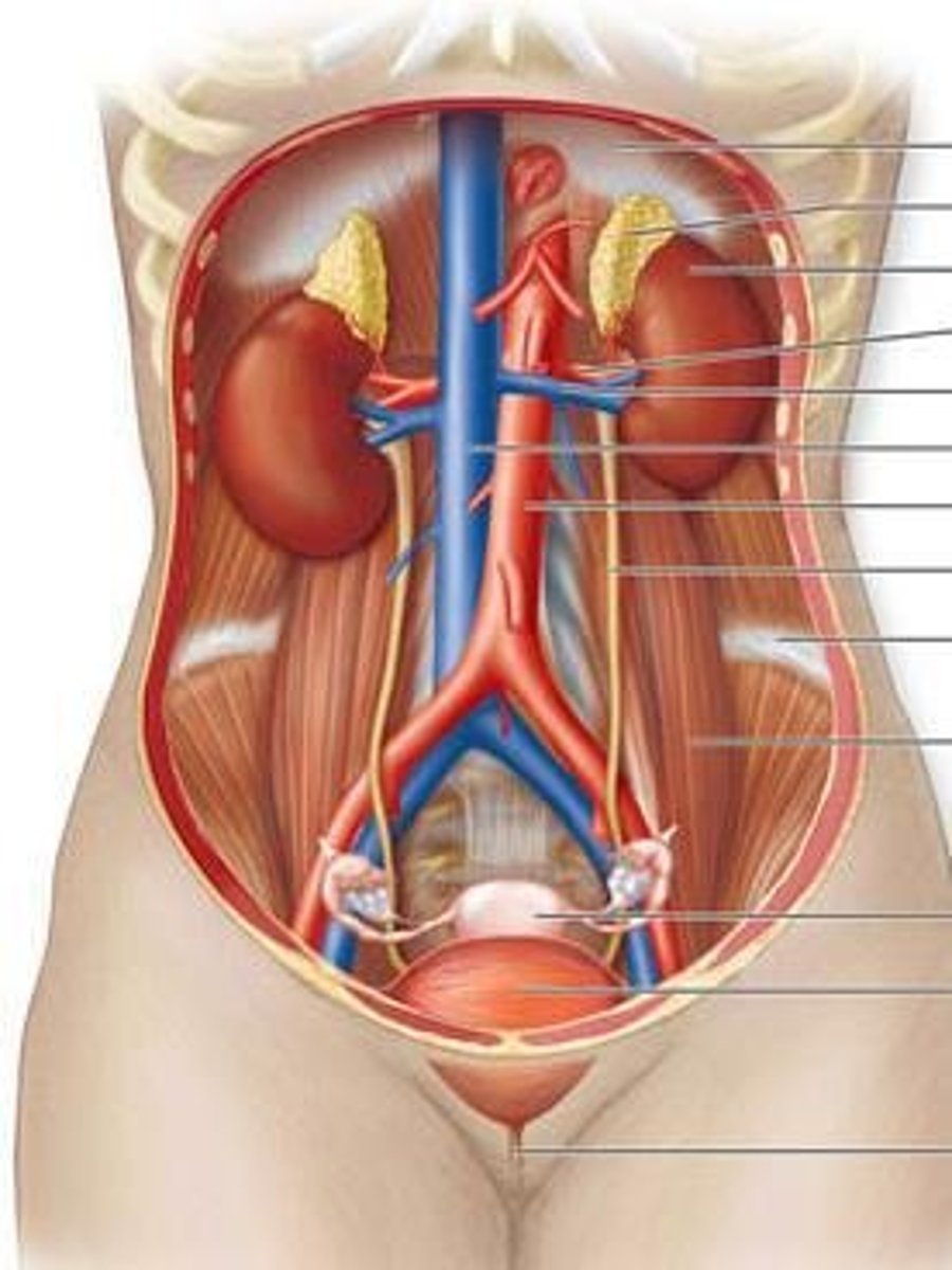 <p>Aka The Renal System; Function: regulation of the blood by filtration and production of urine.</p>