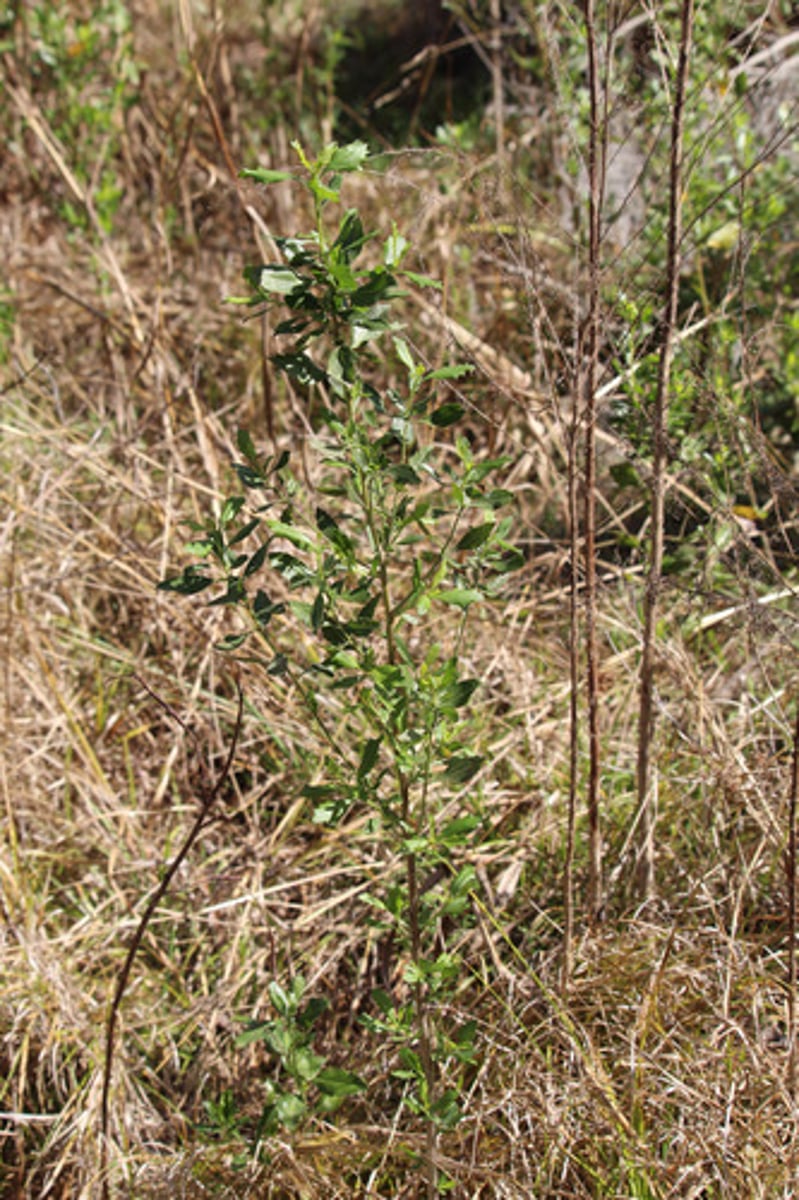 <p>what is the name of the plant pictured here?</p>