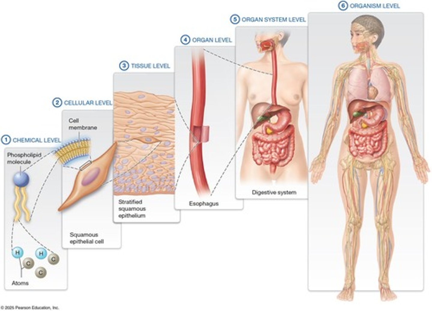 <p>Includes chemical, cellular, tissue, organ, and organ system levels.</p>