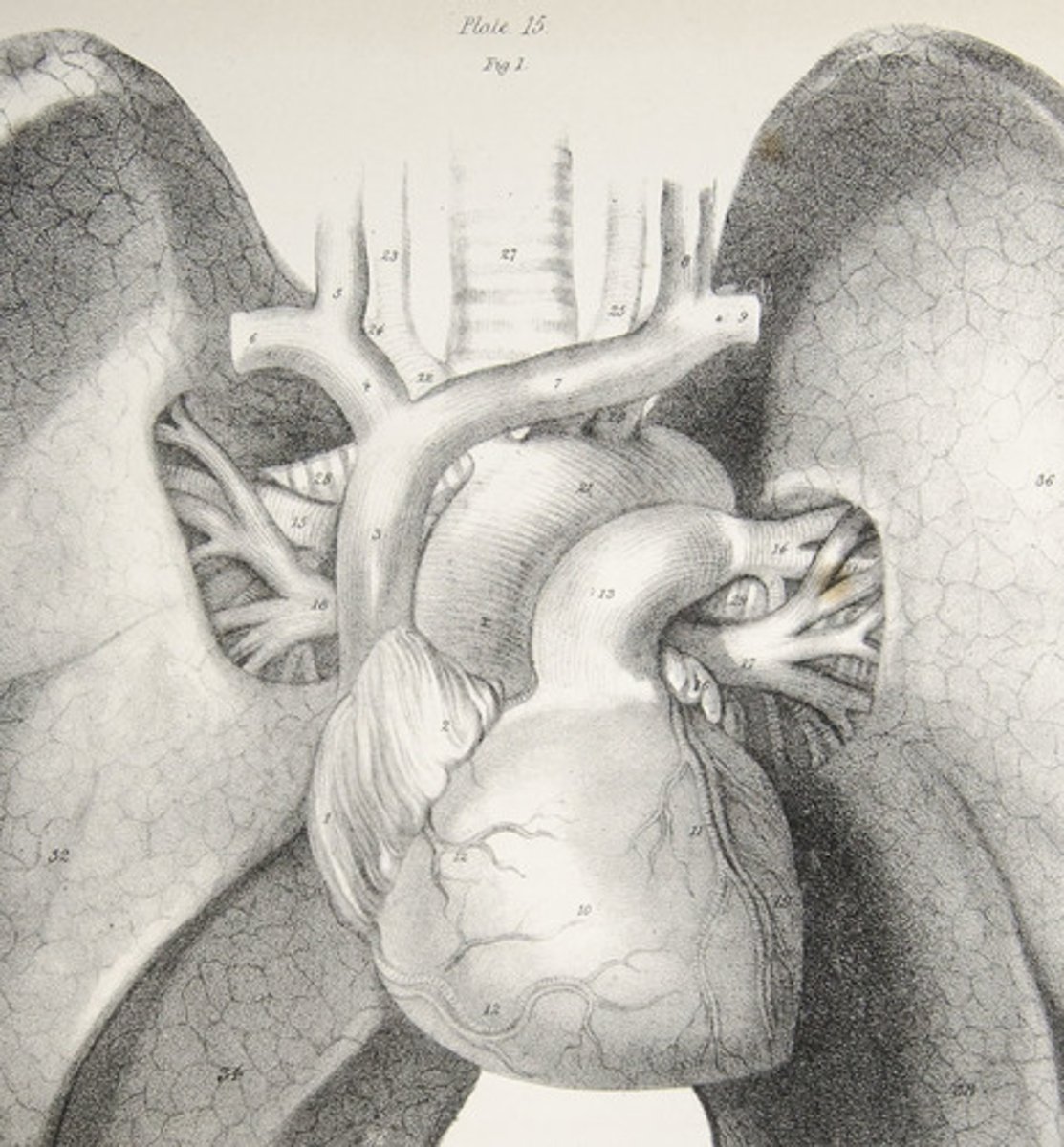 <p>(n.) - in biology: a grouping of tissues into a structure such as a heart or kidney</p>