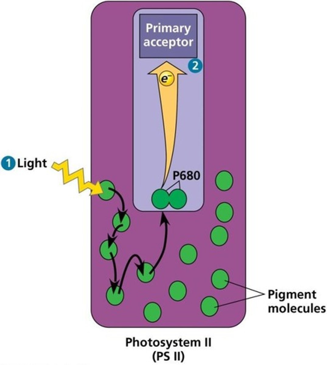 <p>680 nm wavelengths of light.</p>