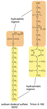 <p>the detergents only have a single hydrophobic tail </p><ul><li><p>the detergent molecules are shaped like cones </p></li></ul><p></p>