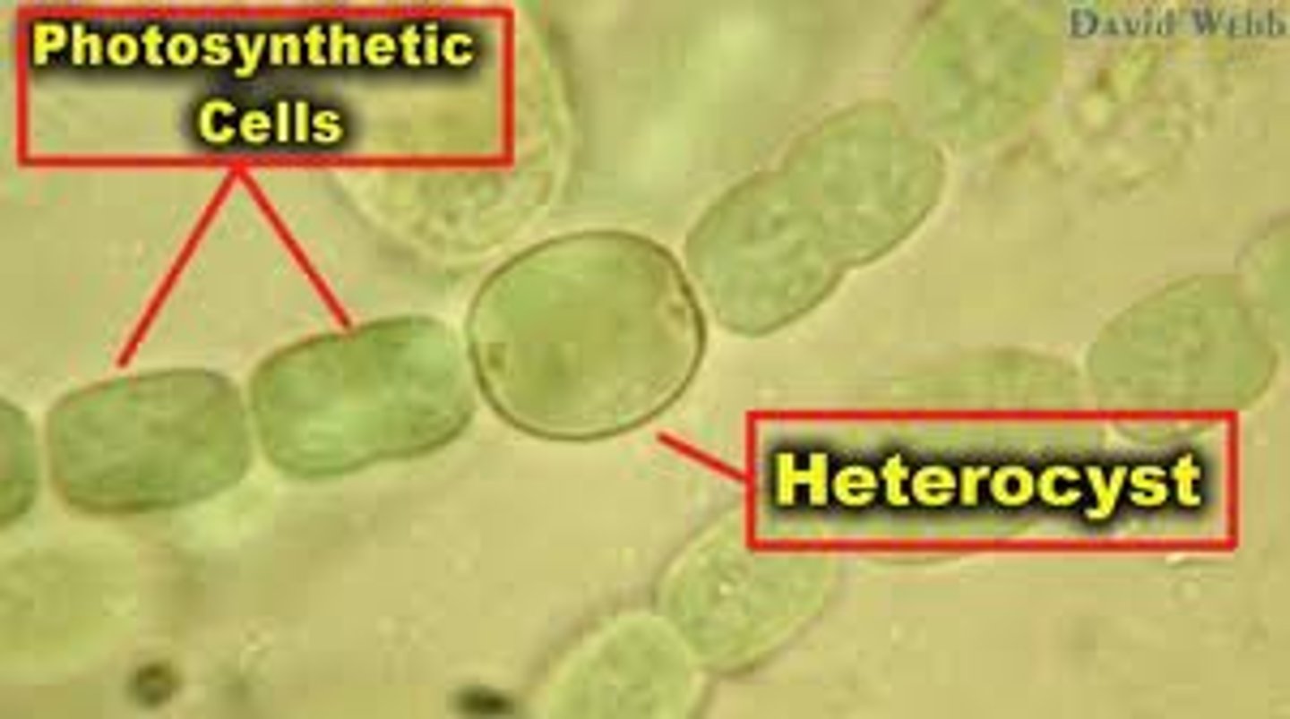 <p>nitrogen-fixing cells</p>