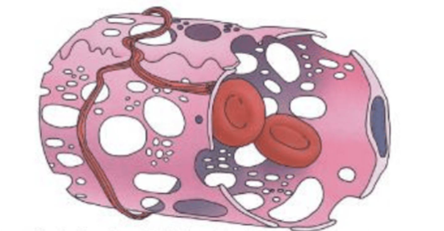 <p>what type of capillary?</p>