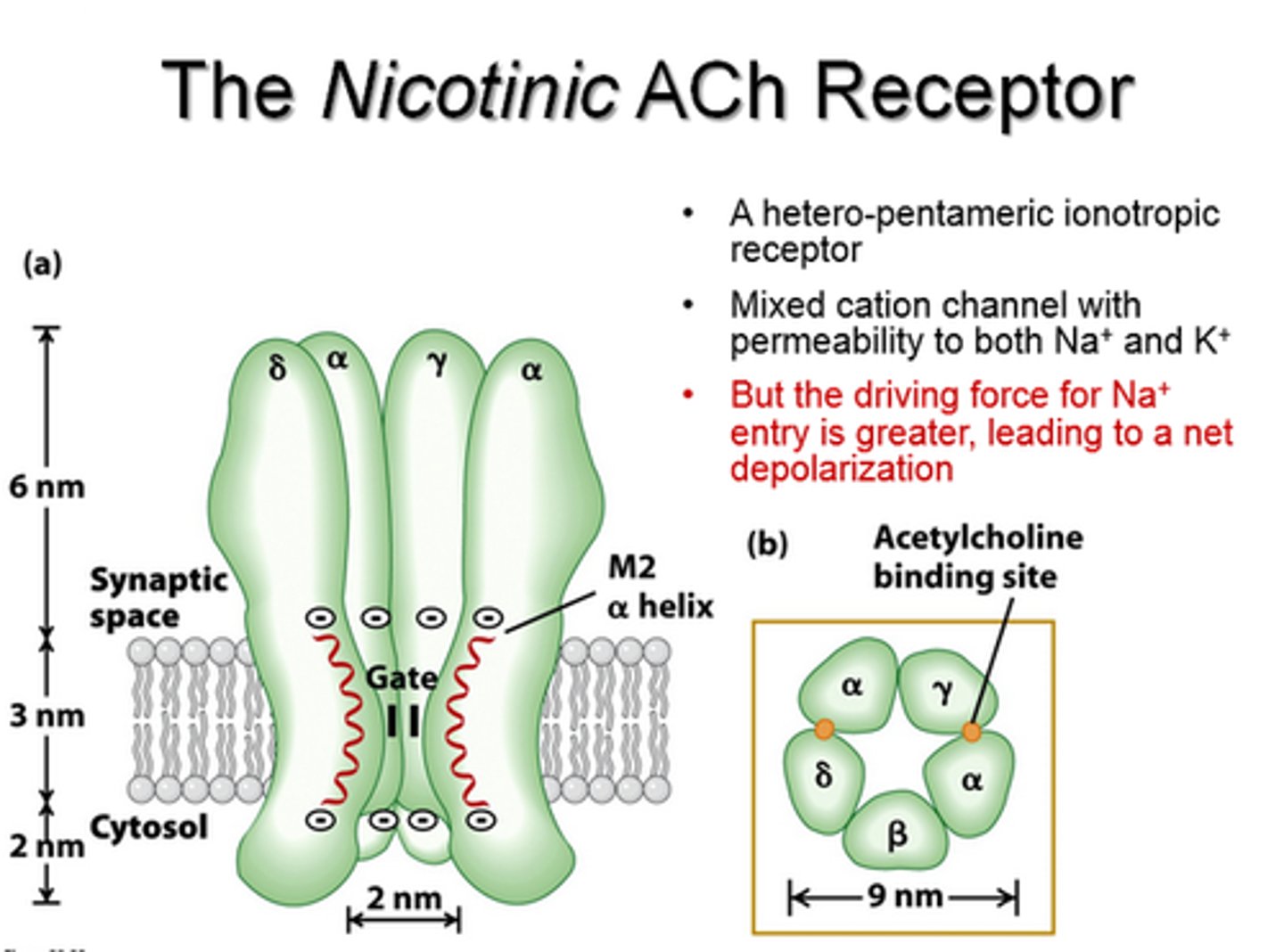 <p>agonistic receptors found in skeletal muscle, in CNS, and autonomic division of the PNS</p>