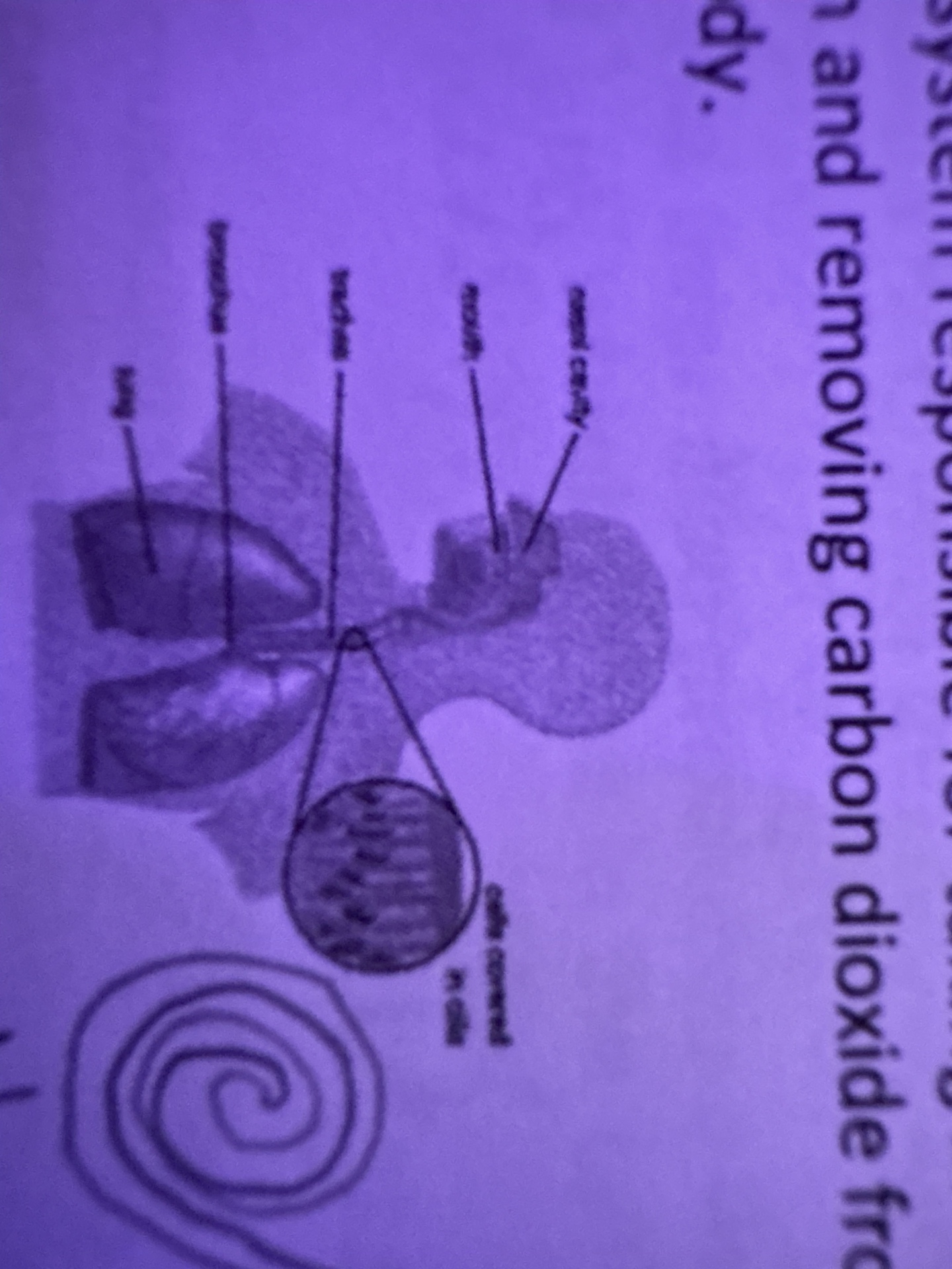 <p>What is the function of the respiratory system?</p>